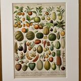 Lithograph on fruits (apricot) - 1900
