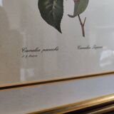 Lithographie Camélia encadré