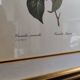 Lithographie Camélia encadré