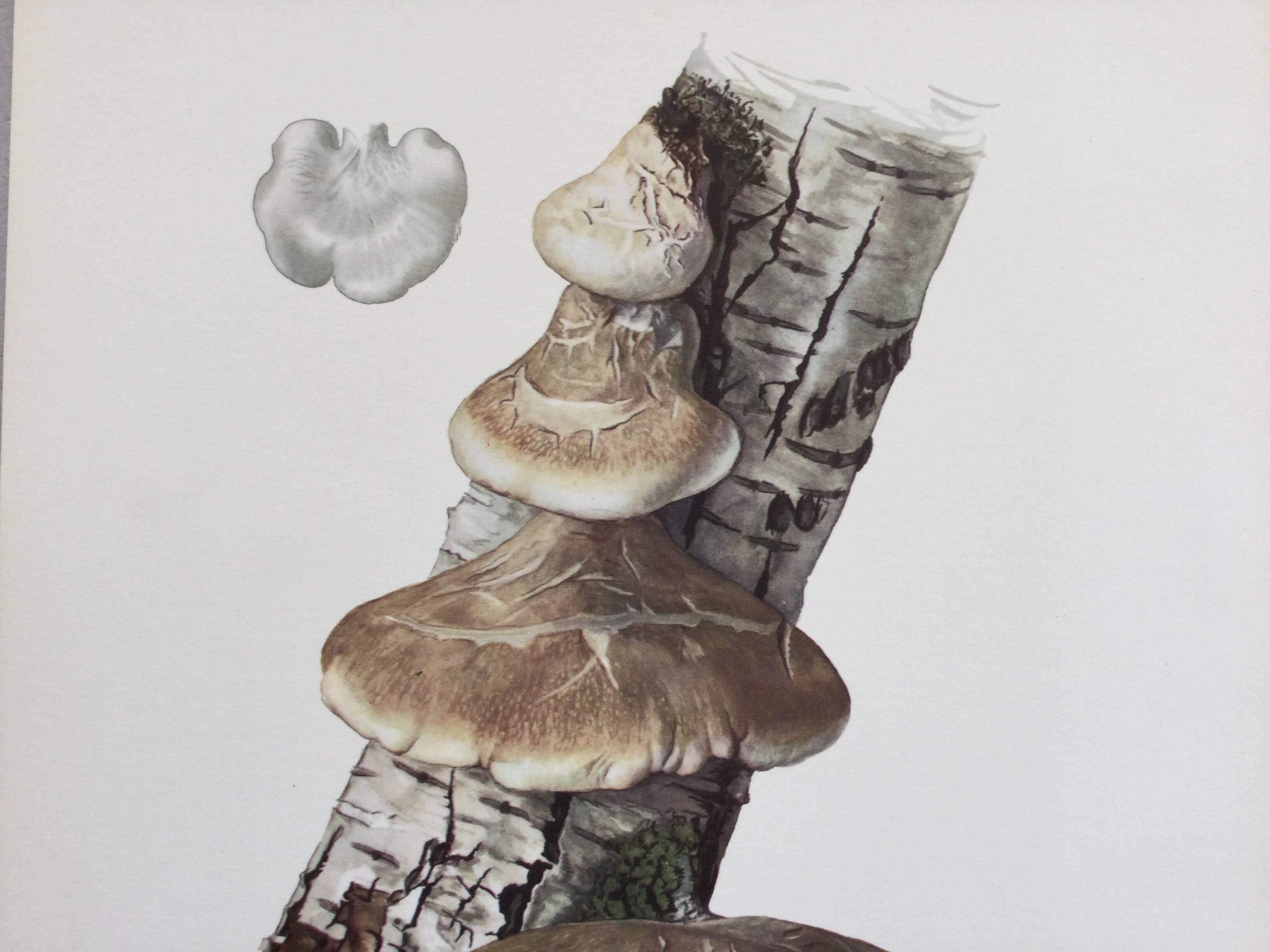Botanical illustration Polypore Mushrooms Vintage print from the 60s.