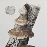 Botanical illustration Polypore Mushrooms Vintage print from the 60s.
