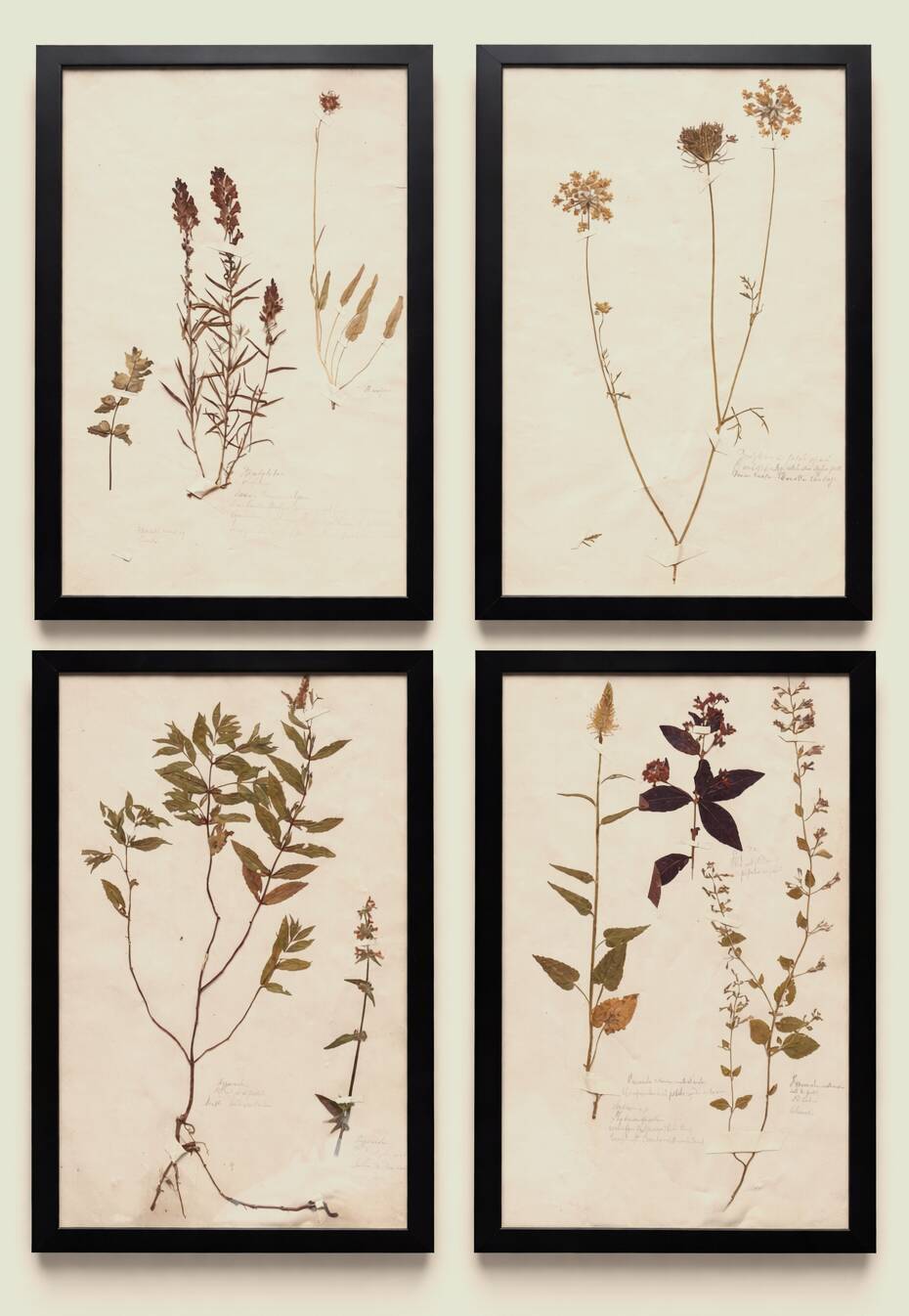 Herbiers anciens encadrés, lot de 4