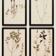 Herbiers anciens encadrés, lot de 4
