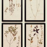 Herbiers anciens encadrés, lot de 4