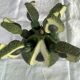 Barbotine-style avocado and 6 avocado spoons Vintage 80 Siléa