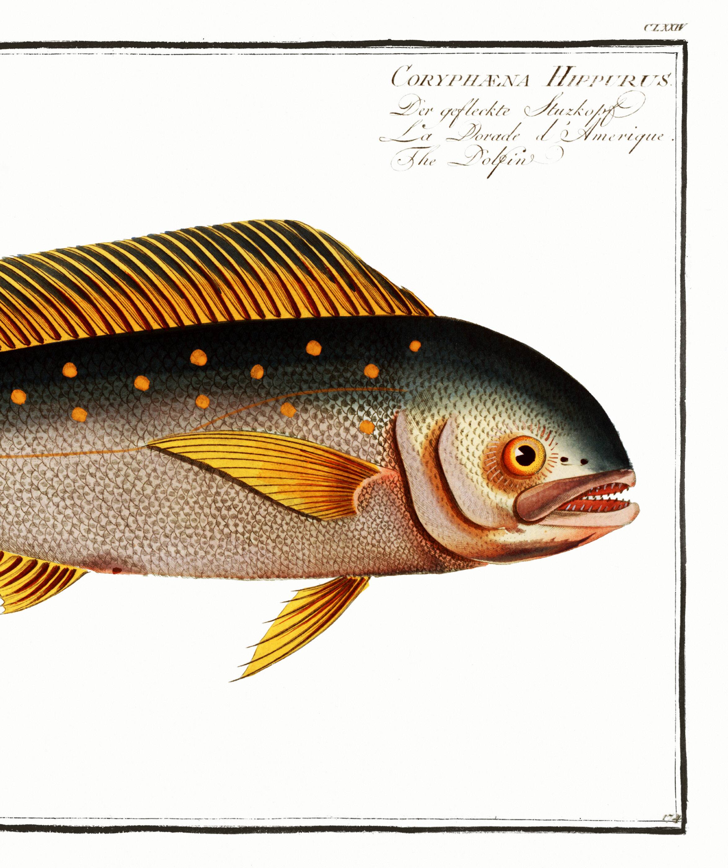 Poster on the mahi-mahi, fish, based on an old engraving.