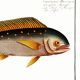 Poster on the mahi-mahi, fish, based on an old engraving.