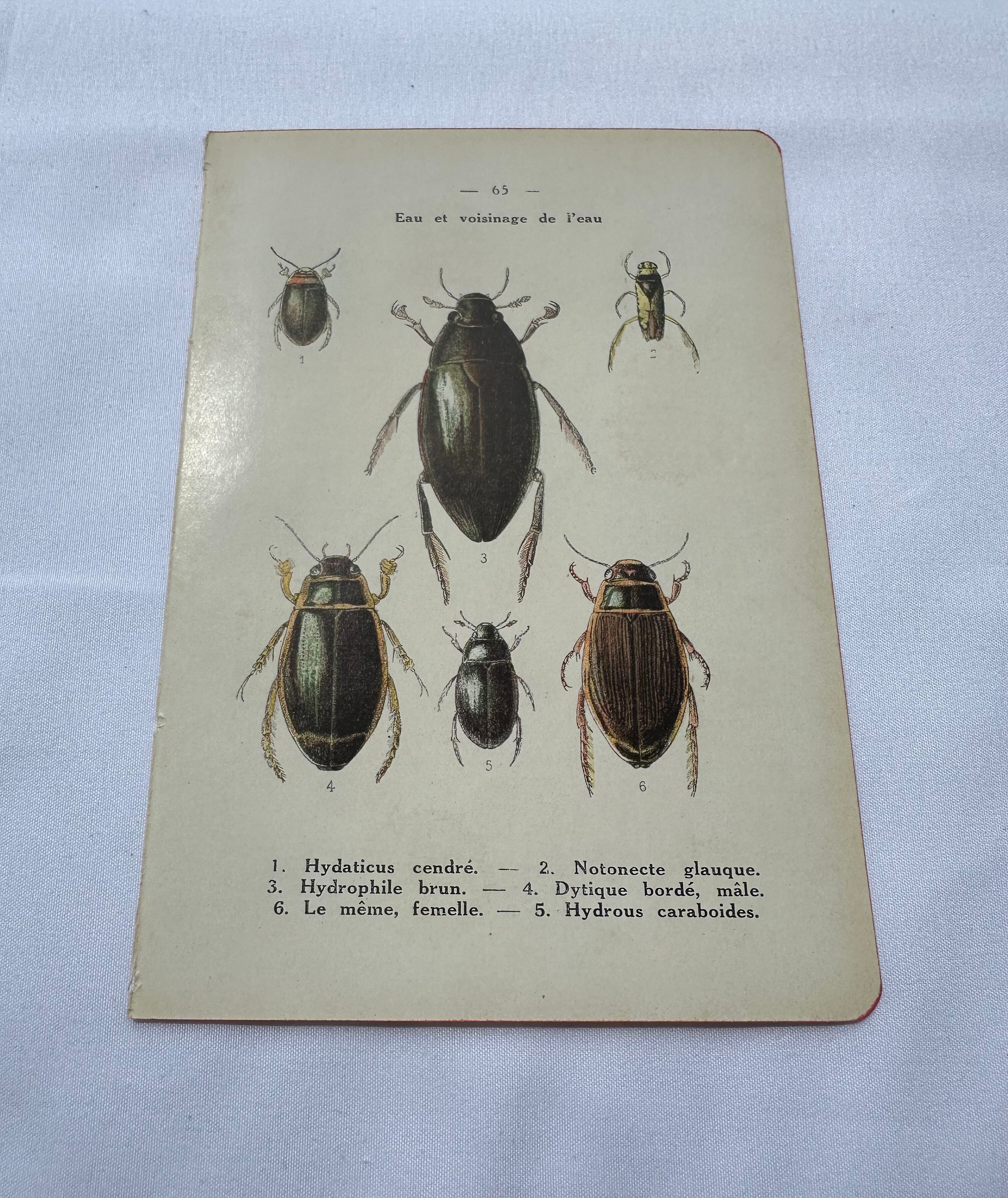 Botanical engraving old naturalist plate France