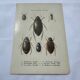 Botanical engraving old naturalist plate France