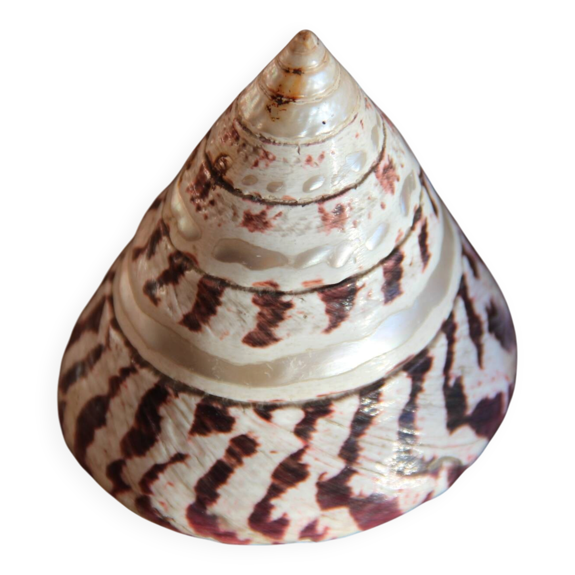Trochus shell