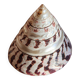 Trochus shell
