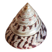Coquillage Trochus