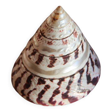 Coquillage Trochus