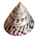 Trochus shell