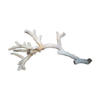 Old white coral branch