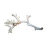 Old white coral branch