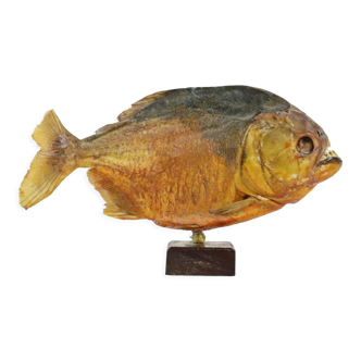 Taxidermy brazilian piranha fish wooden pedestal vintage 22cm