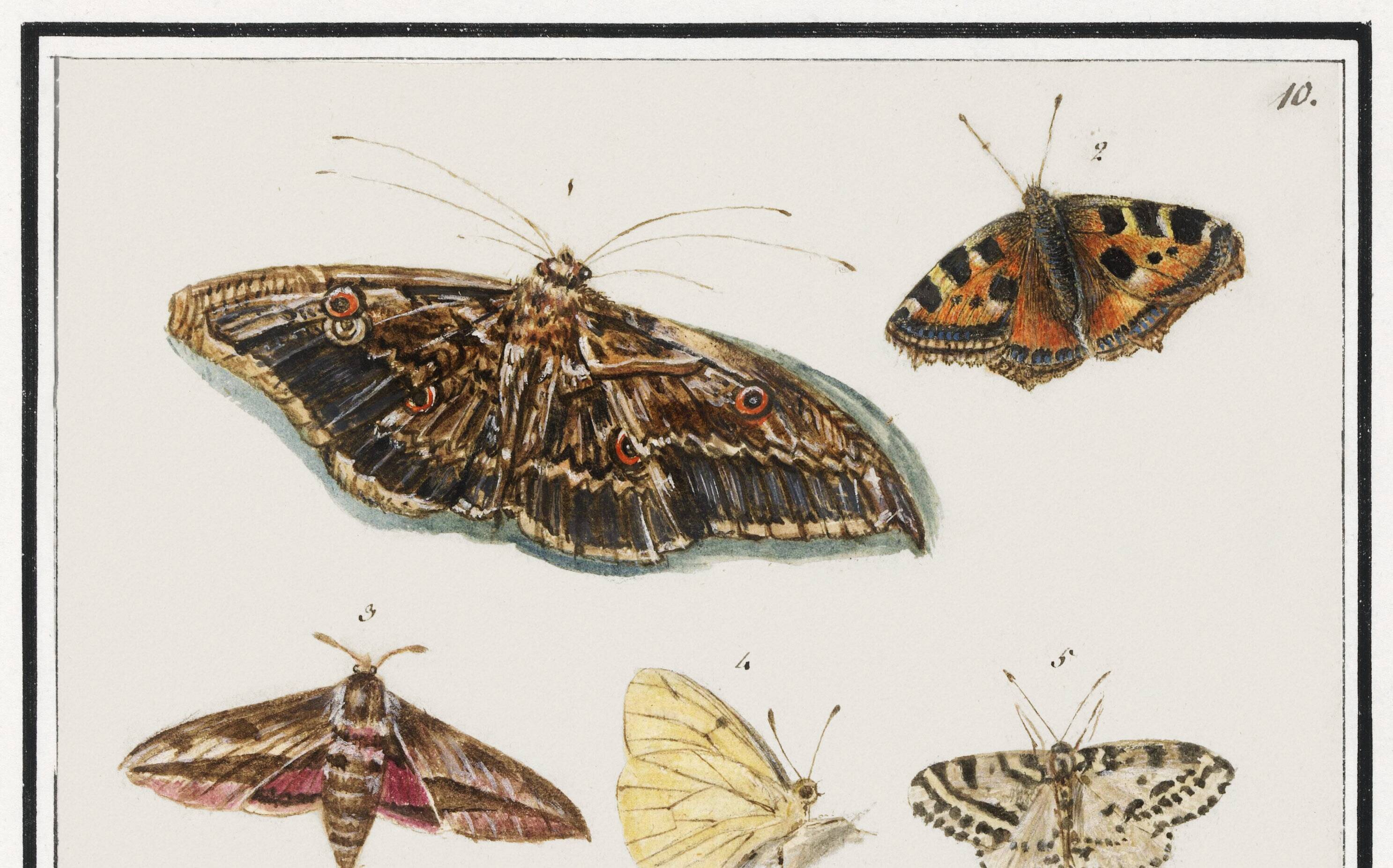 Small poster about butterflies, based on an old engraving from 1610.