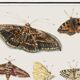 Small poster about butterflies, based on an old engraving from 1610.