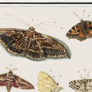 Small poster about butterflies, based on an old engraving from 1610.