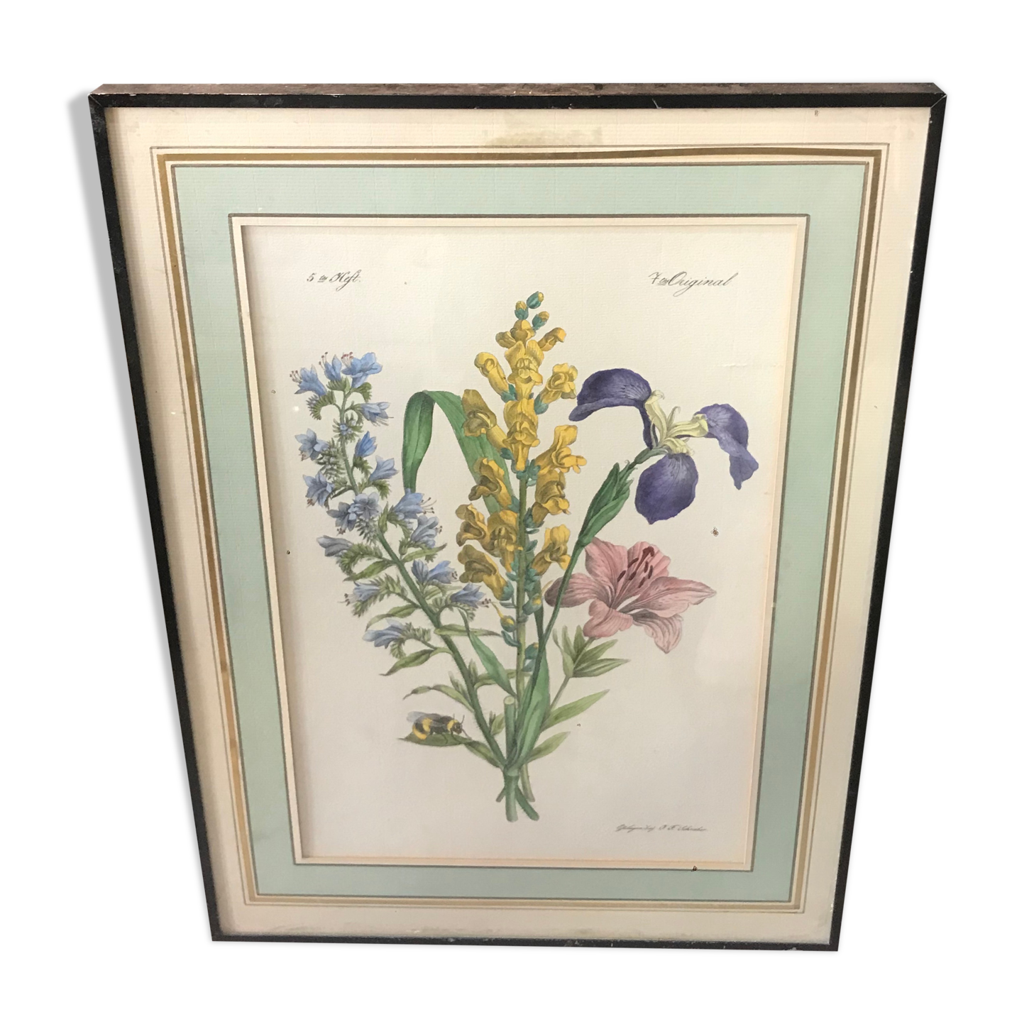 Botanical illustration