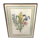 Botanical illustration