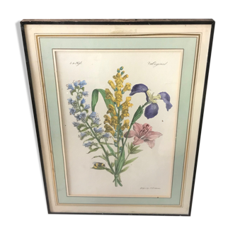 Botanical illustration