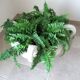 Paolo Marioni coupe / table foot / decoration / container with silk ferns