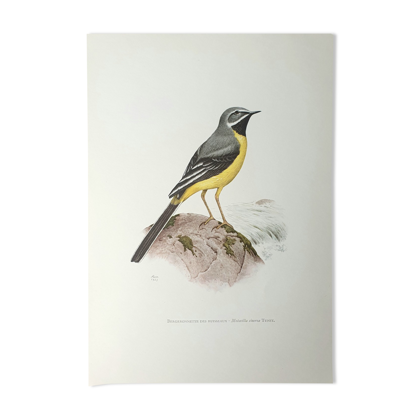 Brook wagtail board