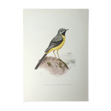 Brook wagtail board