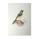 Brook wagtail board
