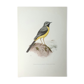 Brook wagtail board