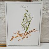 Oat botanical board