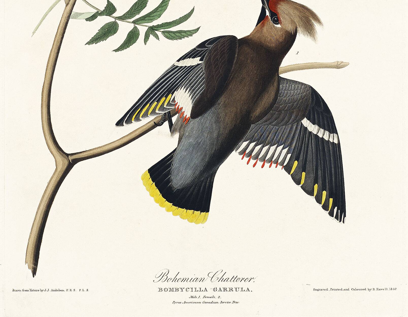 Poster about the Bohemian Waxwing, based on an old engraving from 1827.