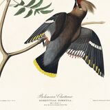 Poster about the Bohemian Waxwing, based on an old engraving from 1827.