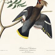 Affiche sur le Jaseur boréal, d’après une gravure ancienne de 1827.
