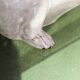 Chien, bouledogue, en terre cuite de Bavent