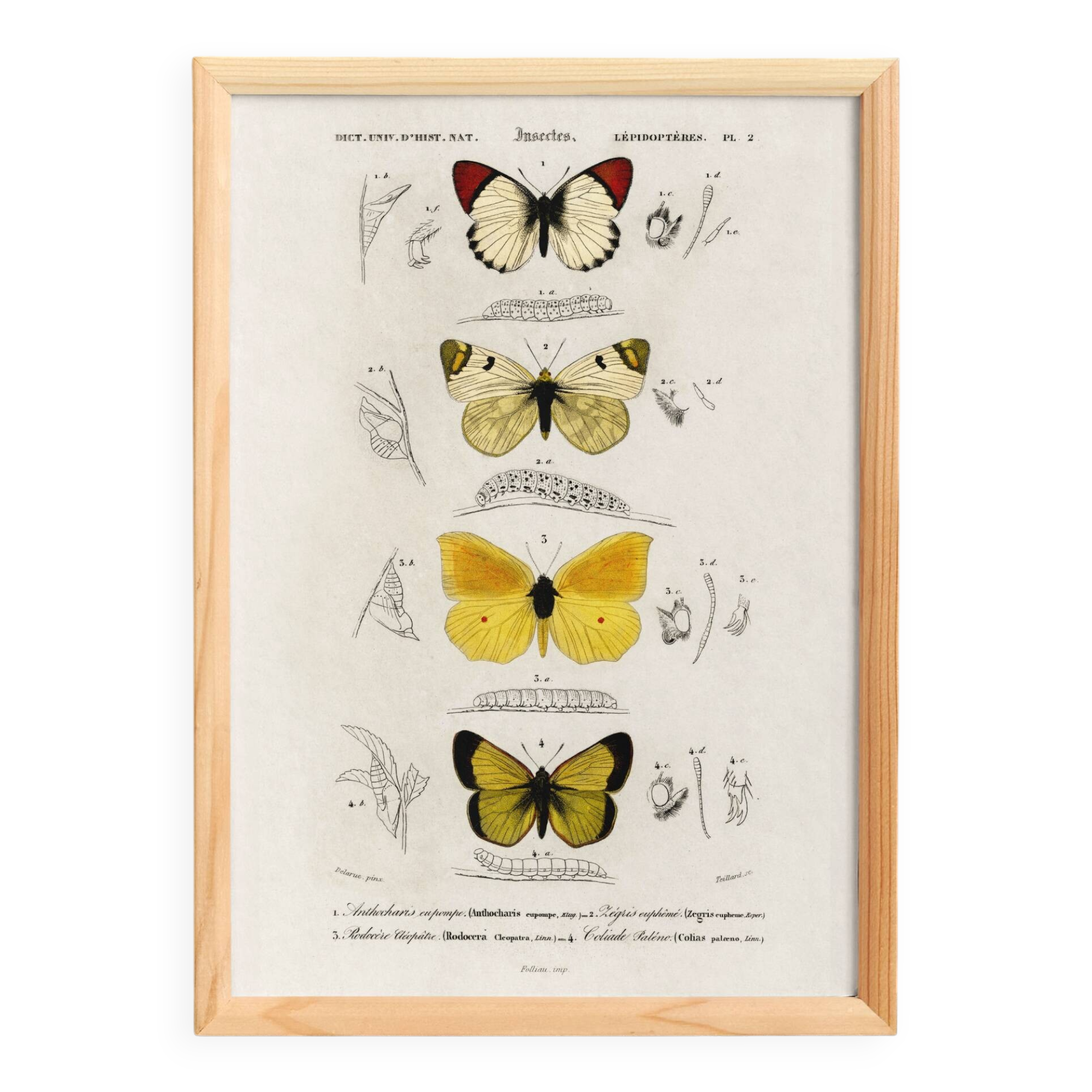 Poster about butterflies, based on an old engraving from 1849.