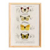 Poster about butterflies, based on an old engraving from 1849.