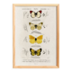 Poster about butterflies, based on an old engraving from 1849.