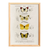 Affiche sur les papillons, d’après une gravure ancienne de 1849.