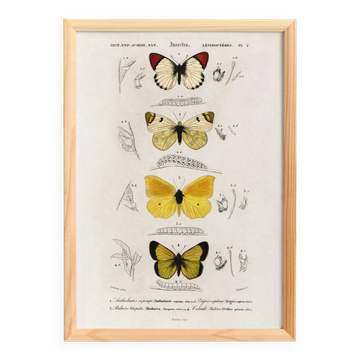 Poster about butterflies, based on an old engraving from 1849.