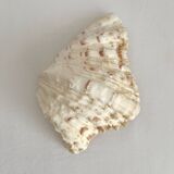 Old natural shell holy water font with empty pocket