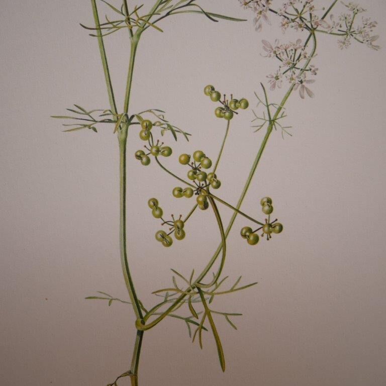 Radiant Bifora botanical plate