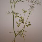 Radiant Bifora botanical plate