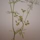 Planche botanique Bifora rayonnant