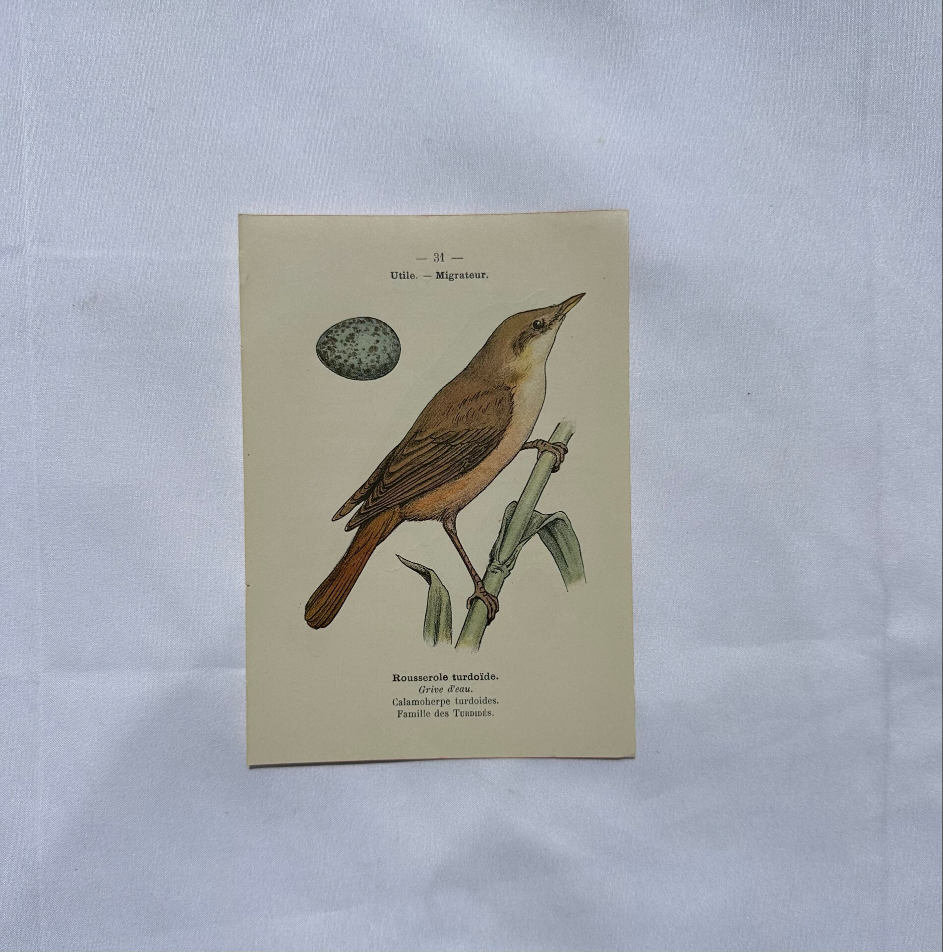 Planche Botanique Gravure oiseaux naturaliste  19eme recto verso  A