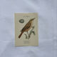 Planche Botanique Gravure oiseaux naturaliste  19eme recto verso  A