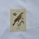 Planche Botanique Gravure oiseaux naturaliste  19eme recto verso  A
