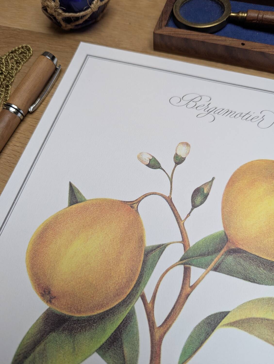 Printed in 1986, the bergamot tree. Vintage Botany.